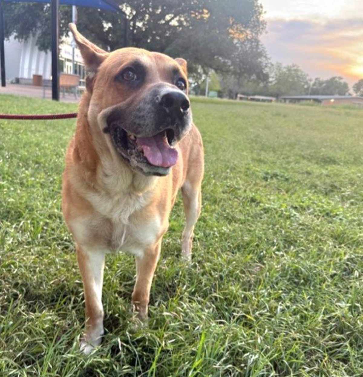 MELOS - German Shepherd Dog available for adoption
