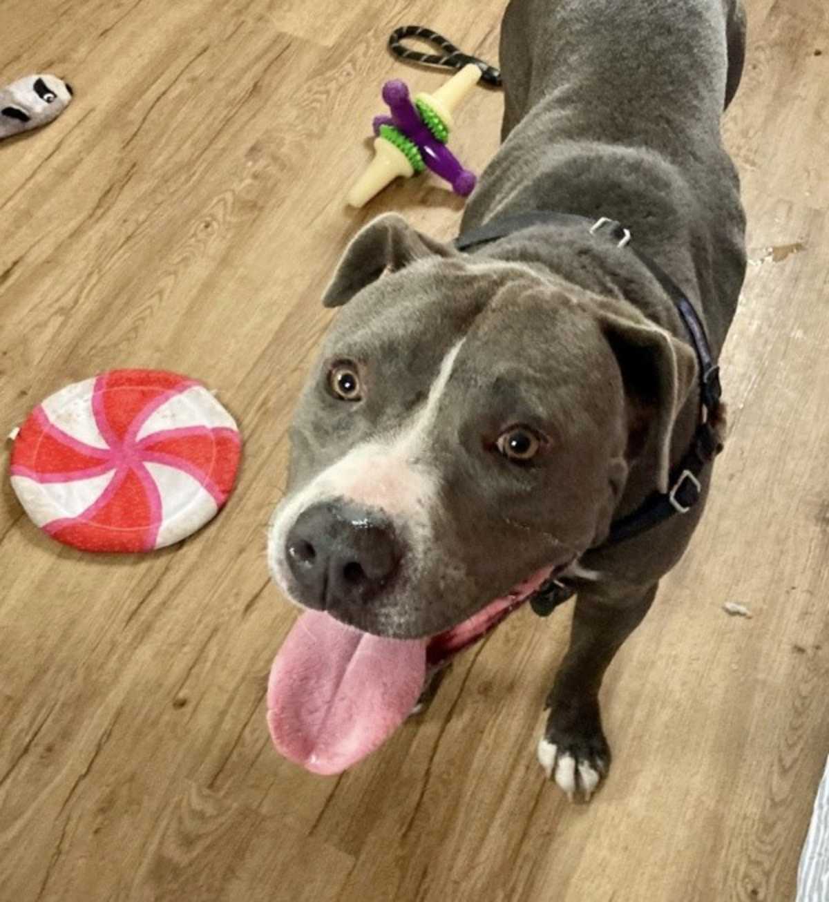 HUGO - American Pit Bull Terrier available for adoption