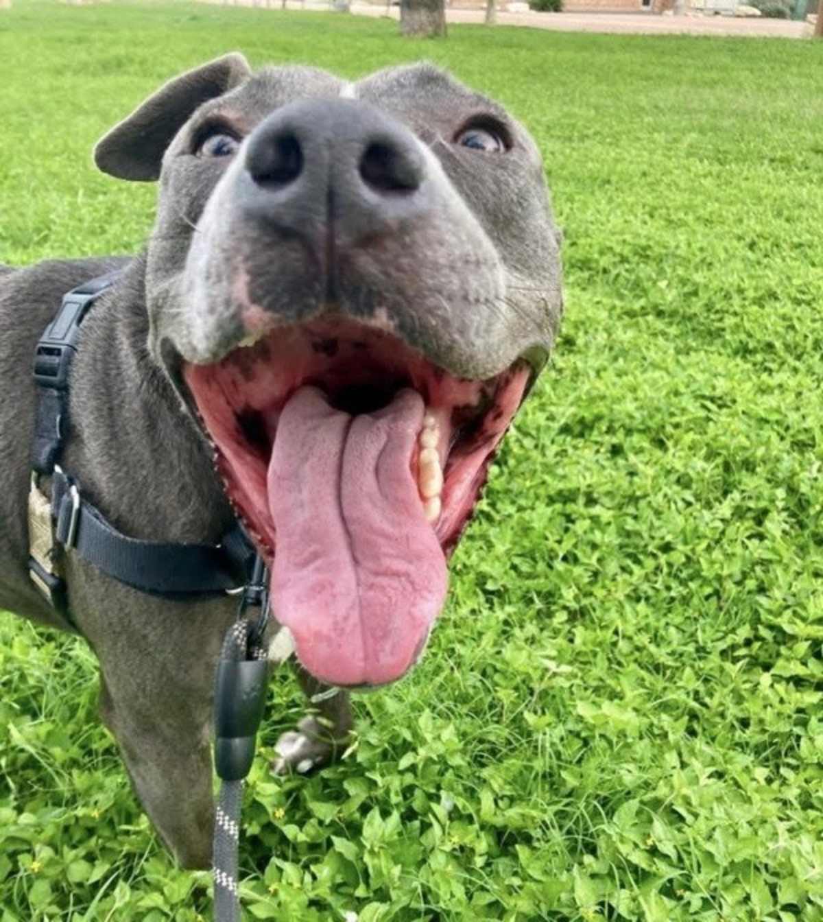 HUGO - American Pit Bull Terrier available for adoption
