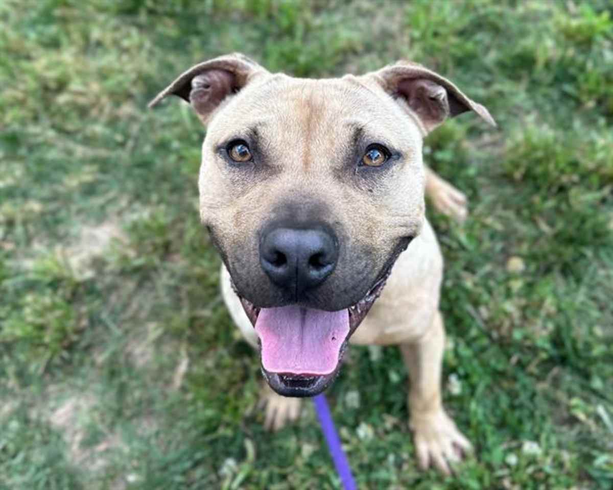 BLAZE - American Pit Bull Terrier available for adoption