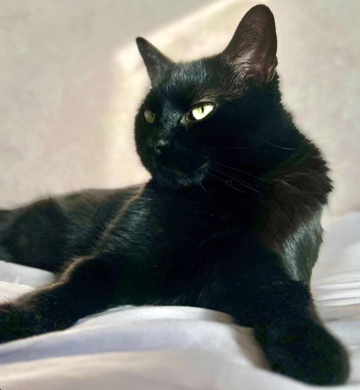 OZZIE-FUN LOVING - Domestic Shorthair available for adoption