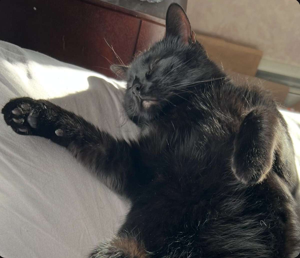OZZIE-FUN LOVING - Domestic Shorthair available for adoption