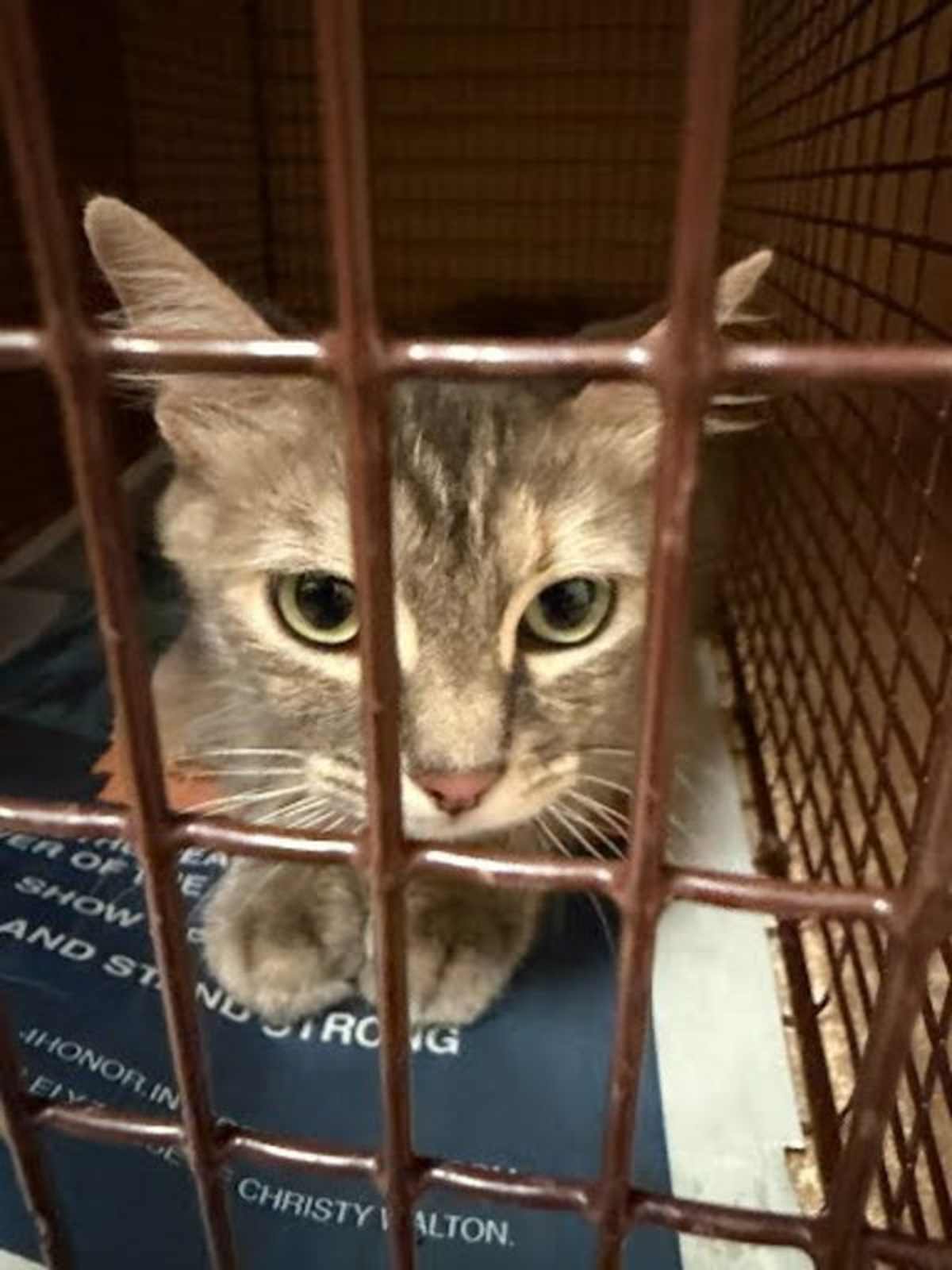 NINA - Domestic Mediumhair available for adoption