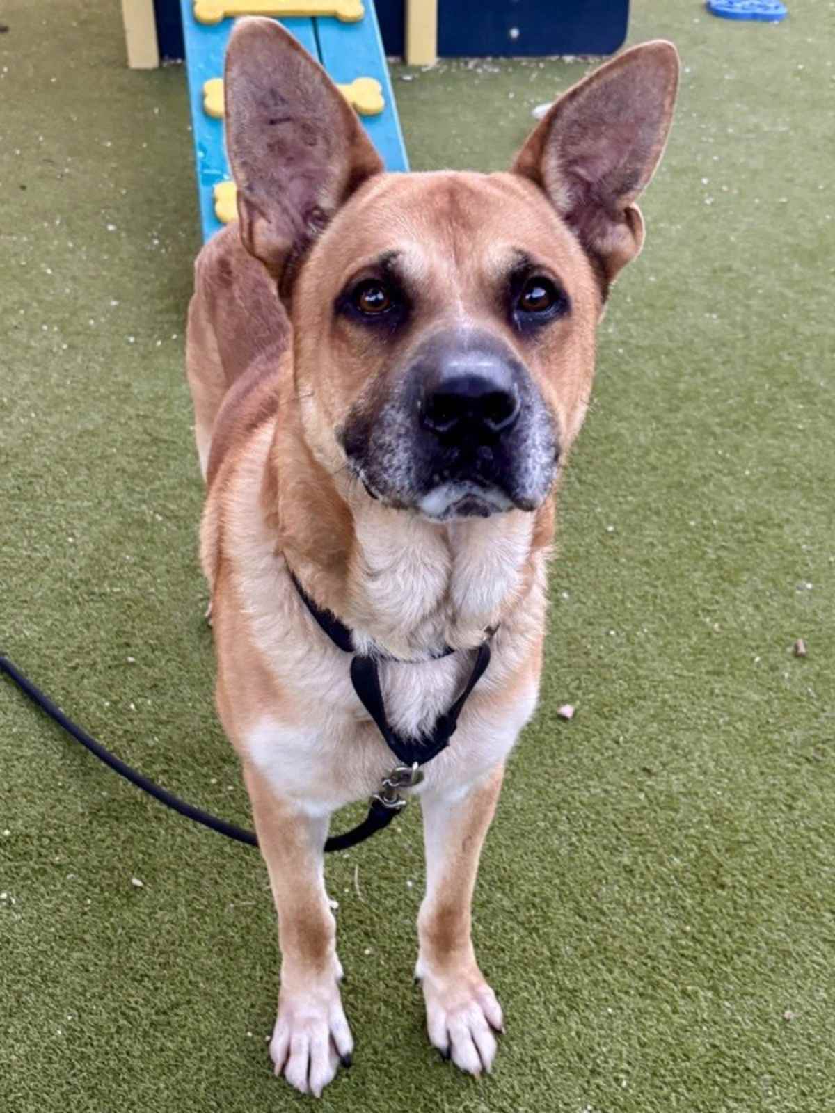 MELOS - German Shepherd Dog available for adoption