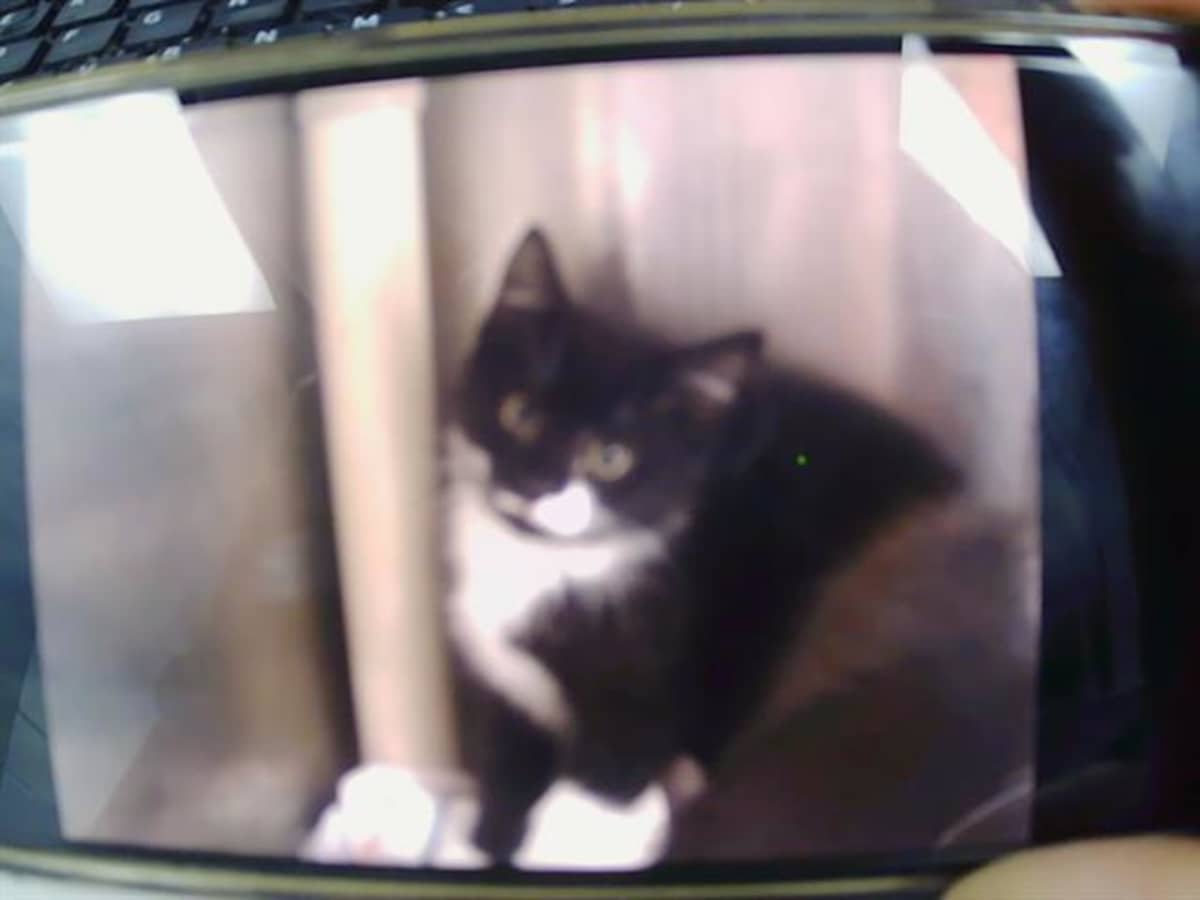 ODIE - Domestic Shorthair available for adoption