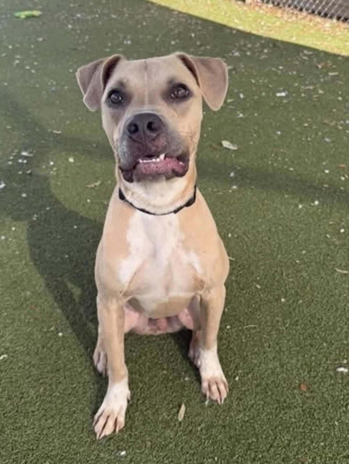 CONTEXTO - American Pit Bull Terrier available for adoption