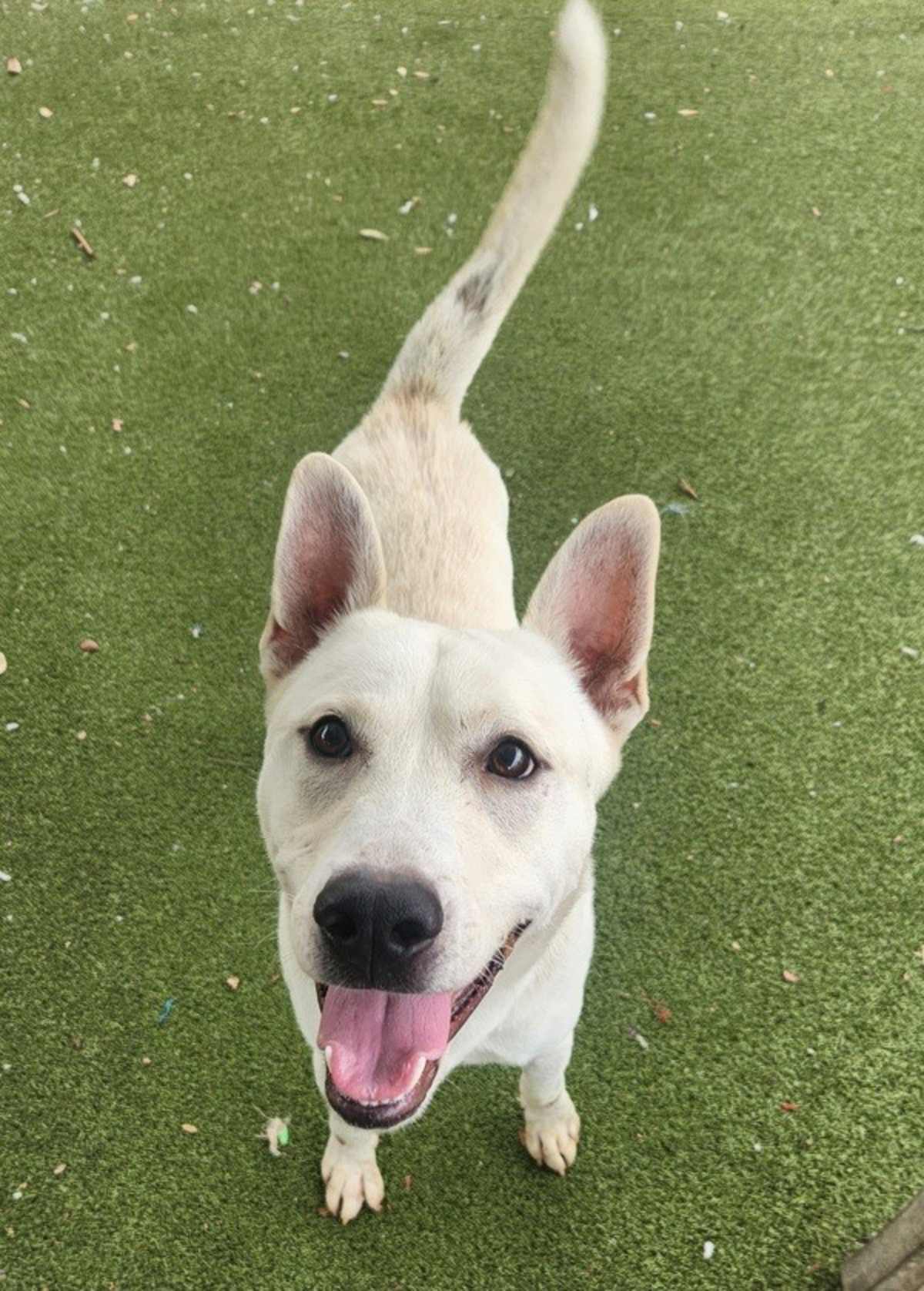 PALOMO - Siberian Husky / German Shepherd Dog available for adoption