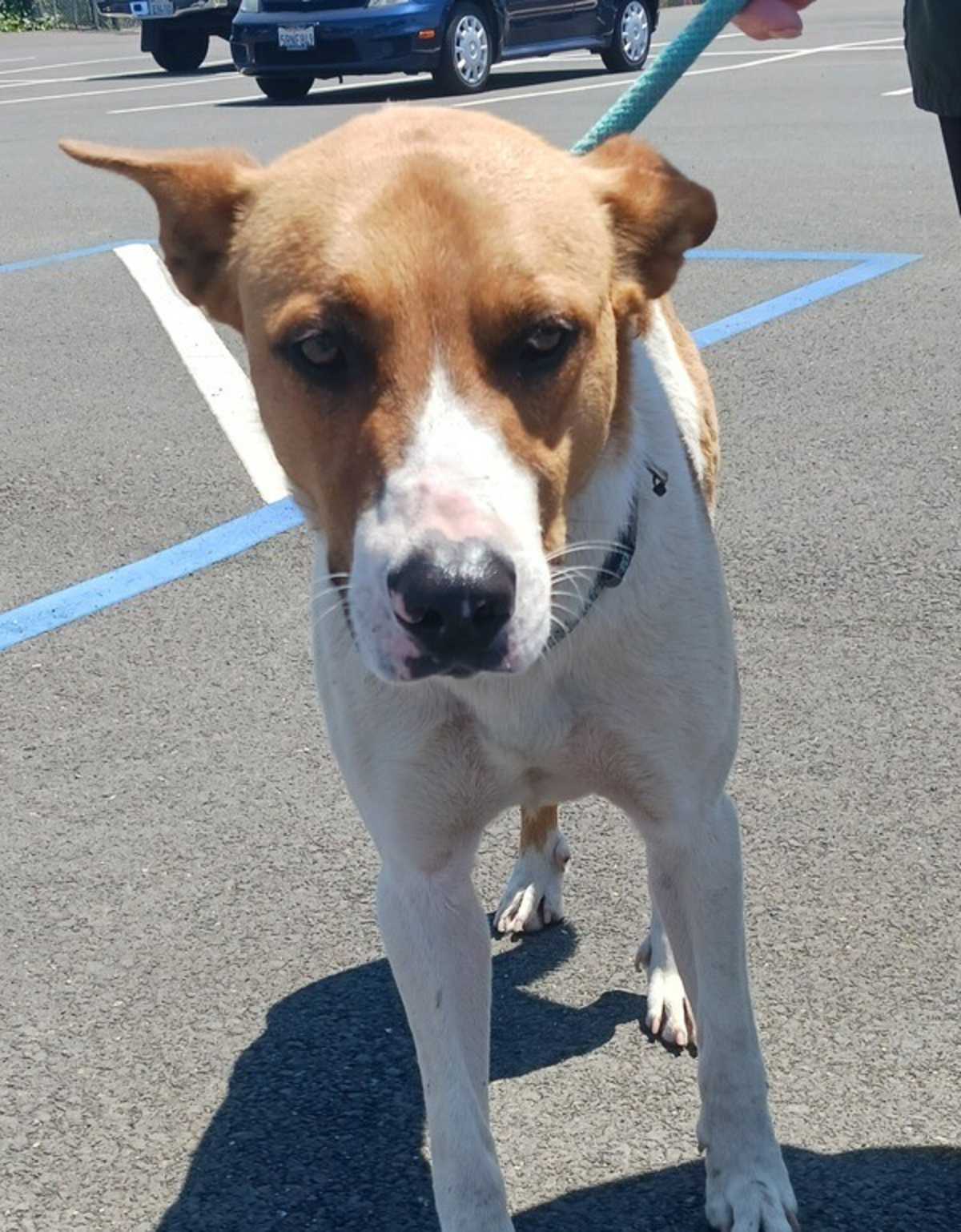 ZEKE - American Pit Bull Terrier / Australian Cattle Dog for adoption in Vallejo
