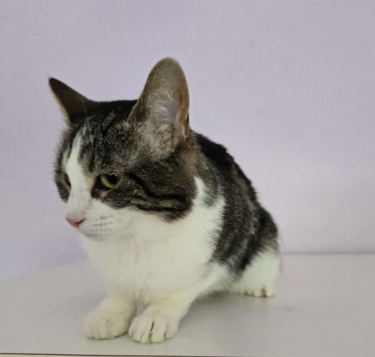 MAHALO - Domestic Mediumhair available for adoption