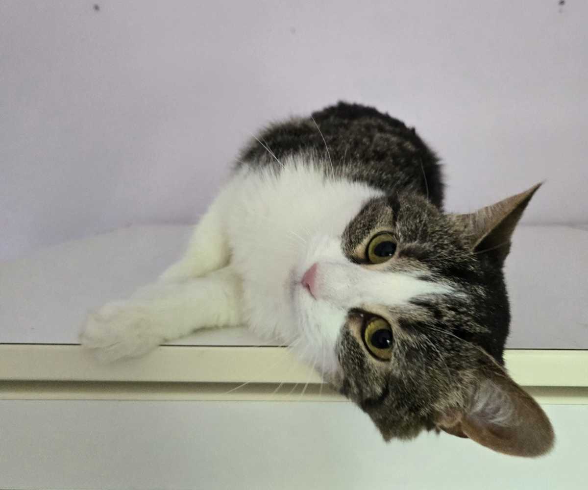 MAHALO - Domestic Mediumhair available for adoption