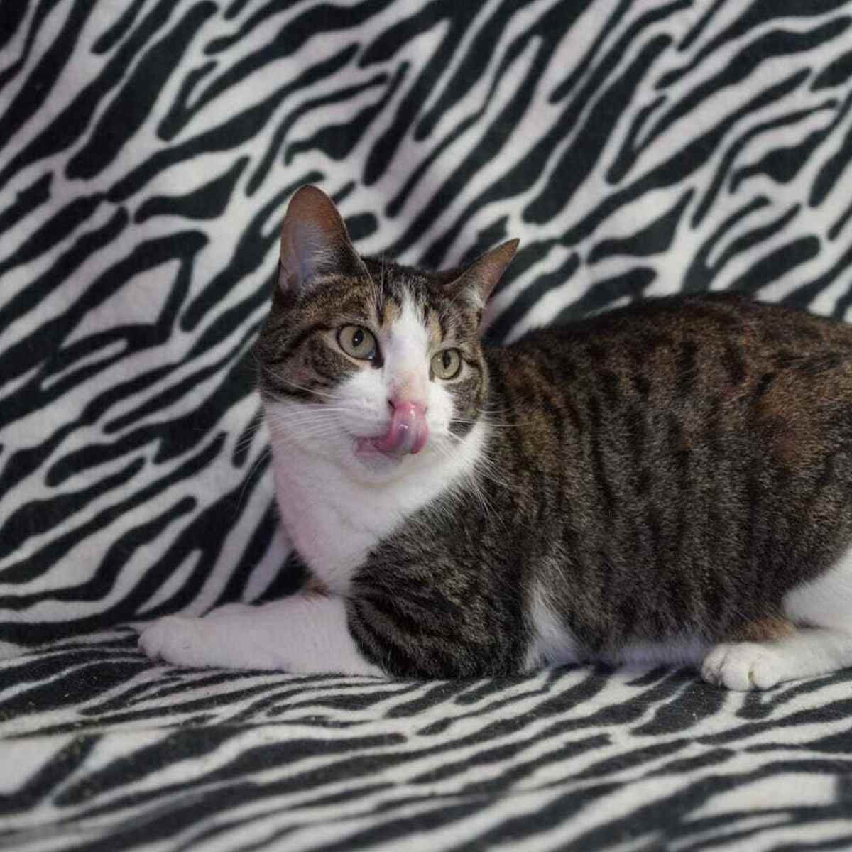 PHOEBE (MILLIE DAY) - Domestic Shorthair available for adoption