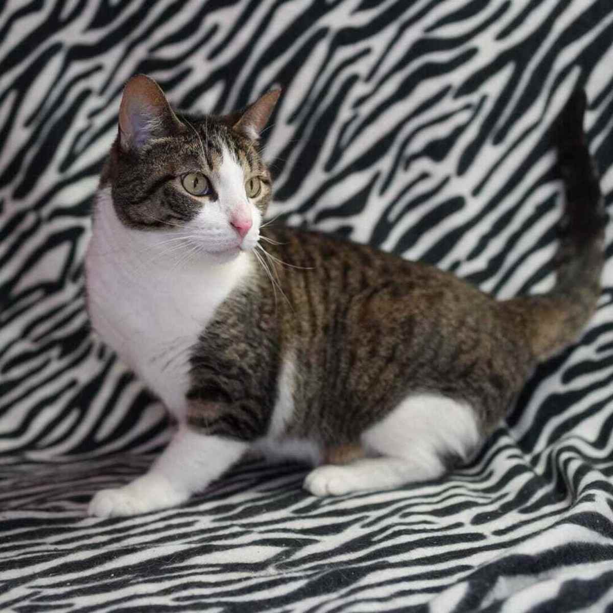 PHOEBE (MILLIE DAY) - Domestic Shorthair available for adoption