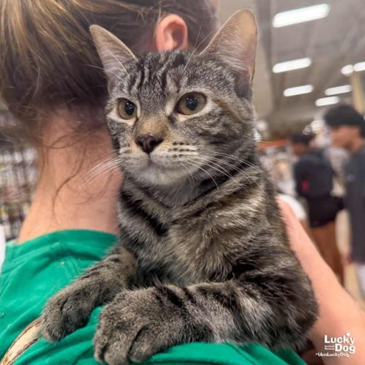 LUCAS - Domestic Shorthair available for adoption