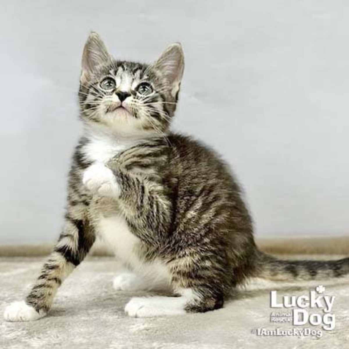 LIVIA - Domestic Shorthair available for adoption
