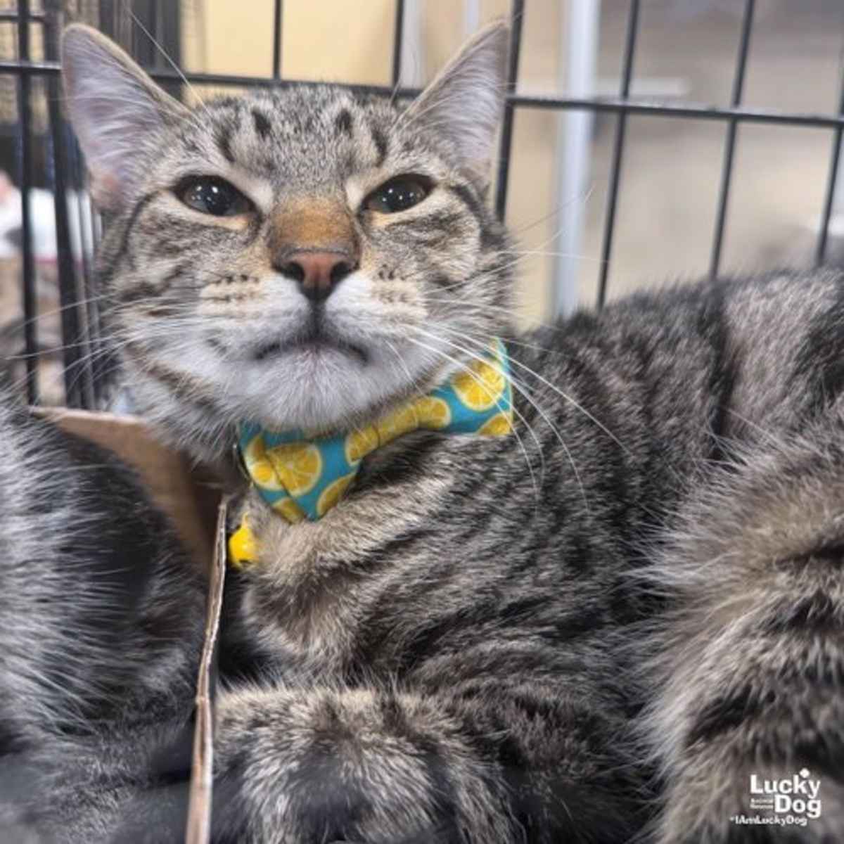 LILLYBETH - Domestic Shorthair available for adoption