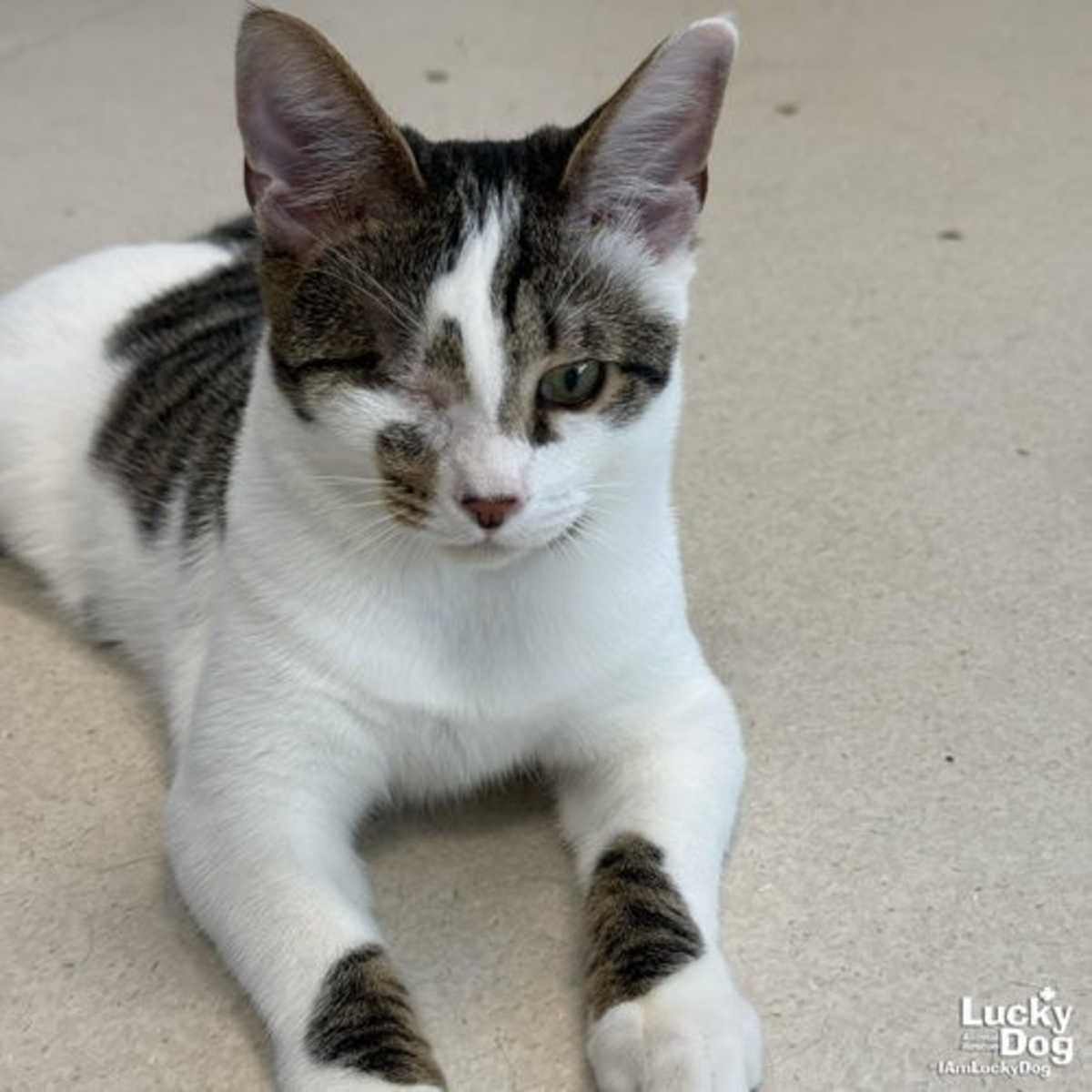 NIGEL - Domestic Shorthair available for adoption