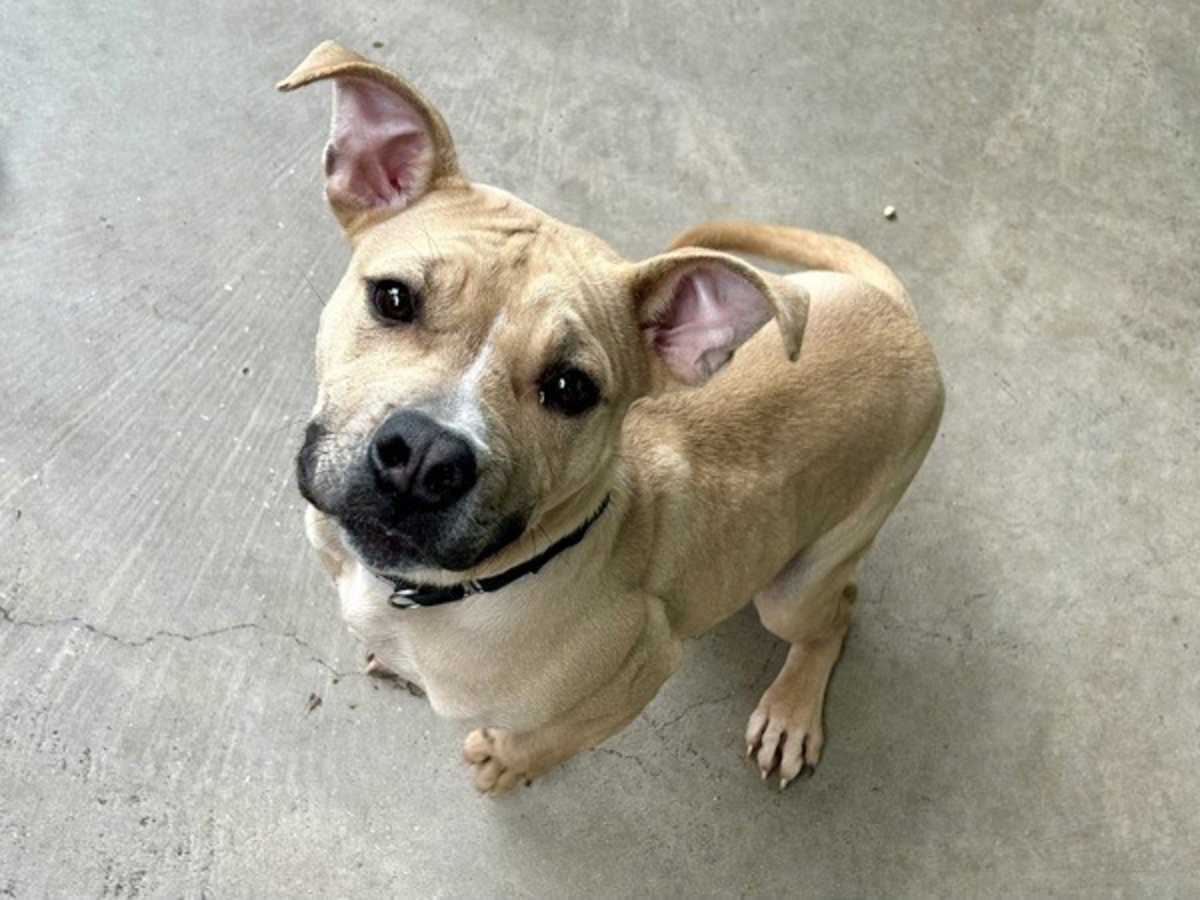 ZEB - American Pit Bull Terrier available for adoption