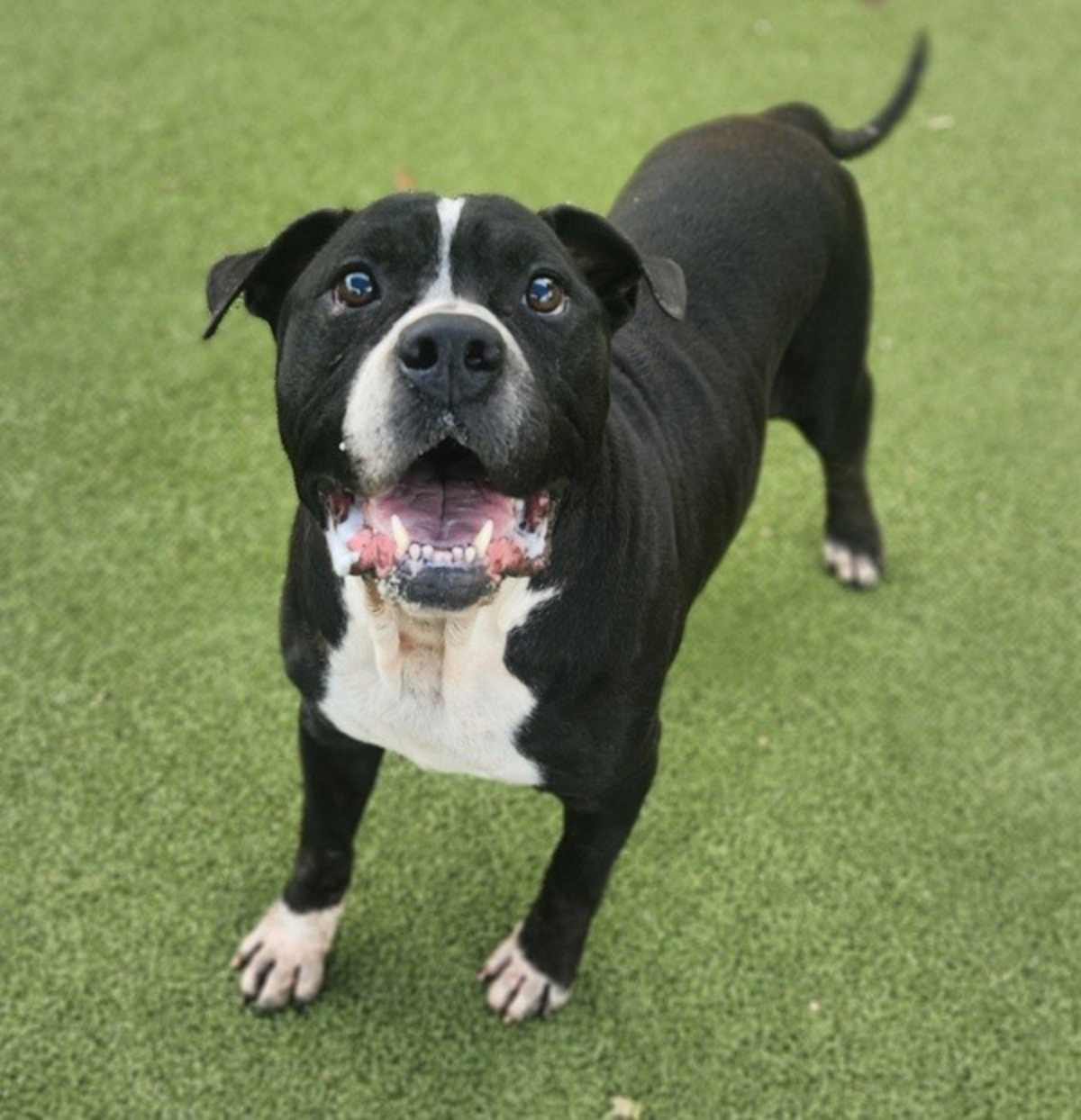 LUPE FIASCO - American Bulldog available for adoption
