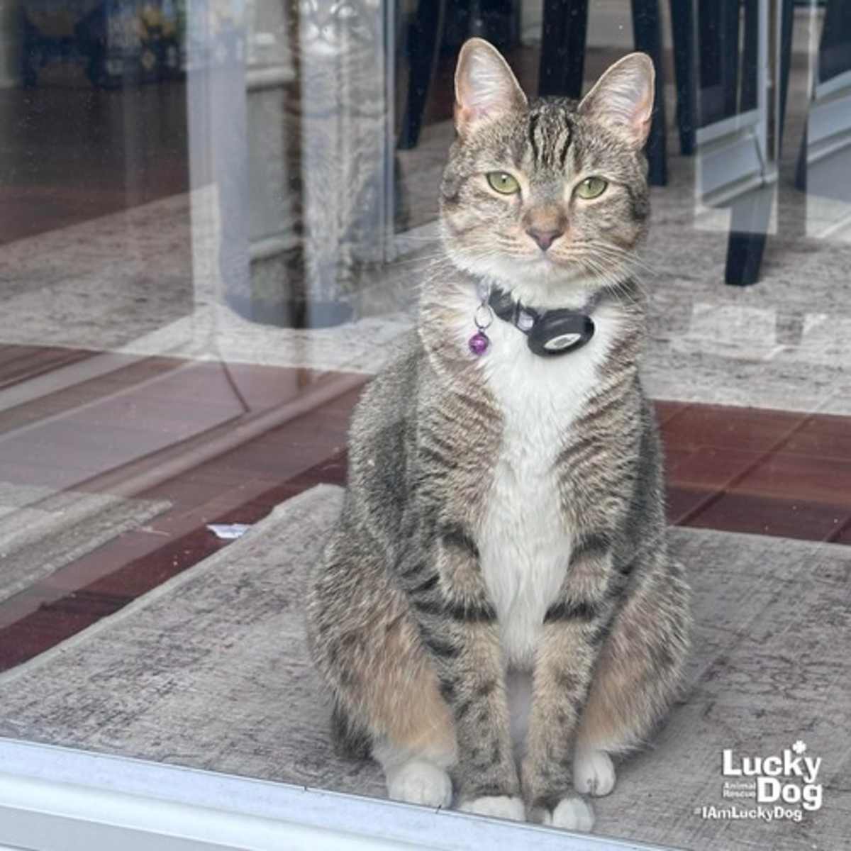 LUCILLE - Domestic Shorthair available for adoption