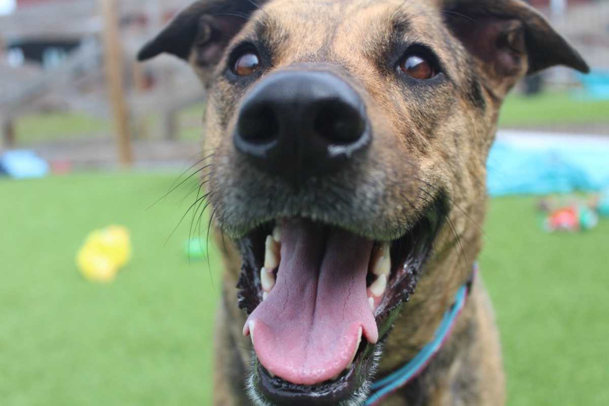 RILEY - Hound (Unknown Type) / Mixed Breed (Medium) available for adoption
