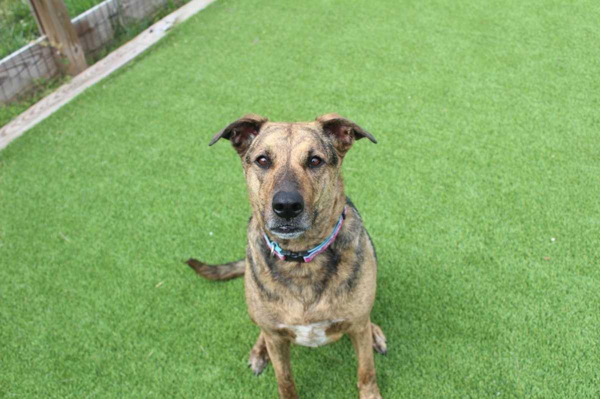 RILEY - Hound (Unknown Type) / Mixed Breed (Medium) available for adoption