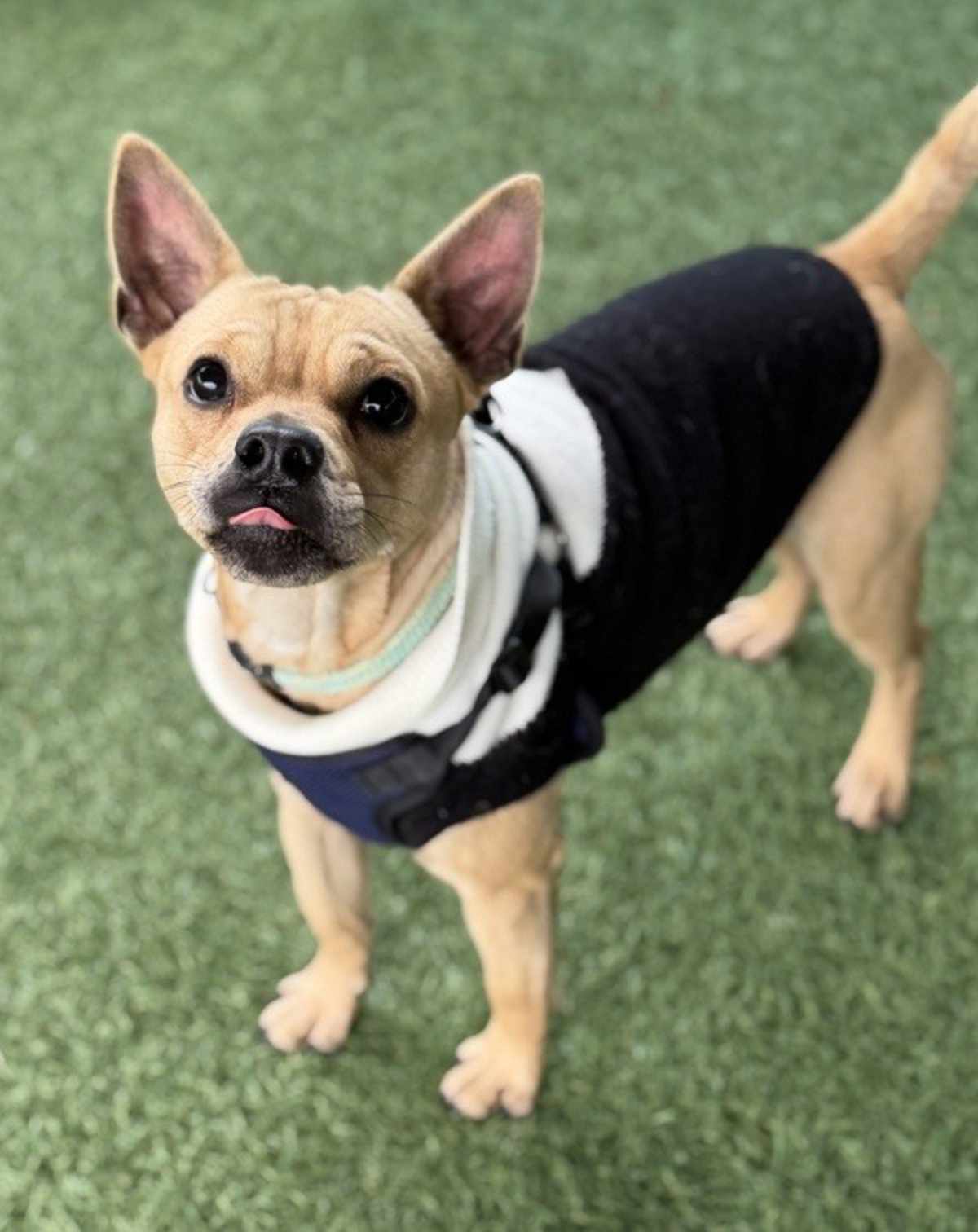CHAZ - Pug for adoption in Vallejo