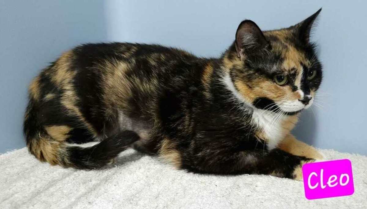 CLEO