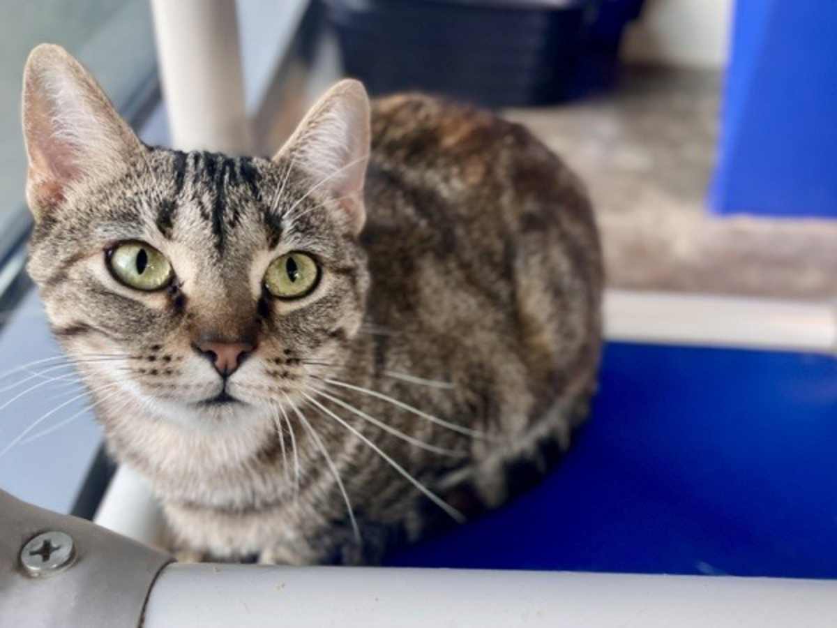 ATHENA - Domestic Shorthair available for adoption