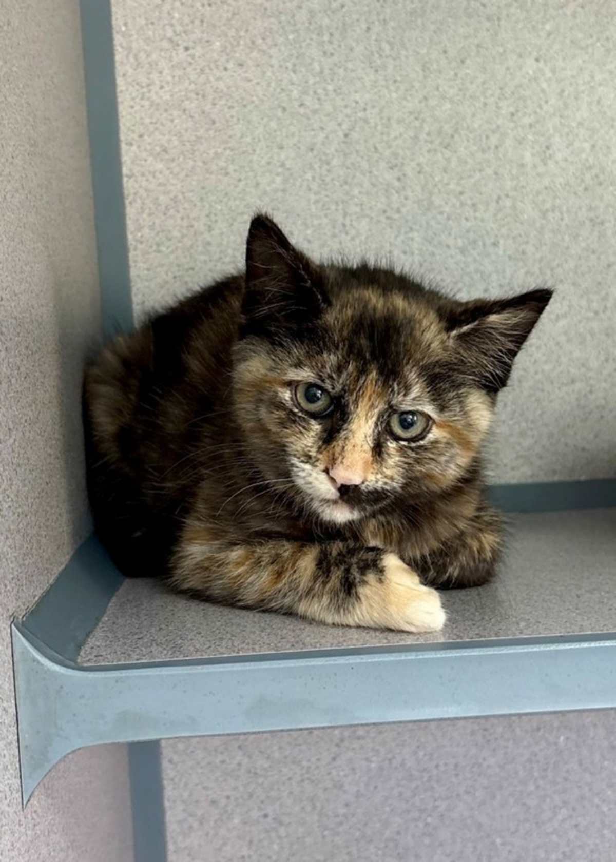 RUBY - Domestic Shorthair available for adoption