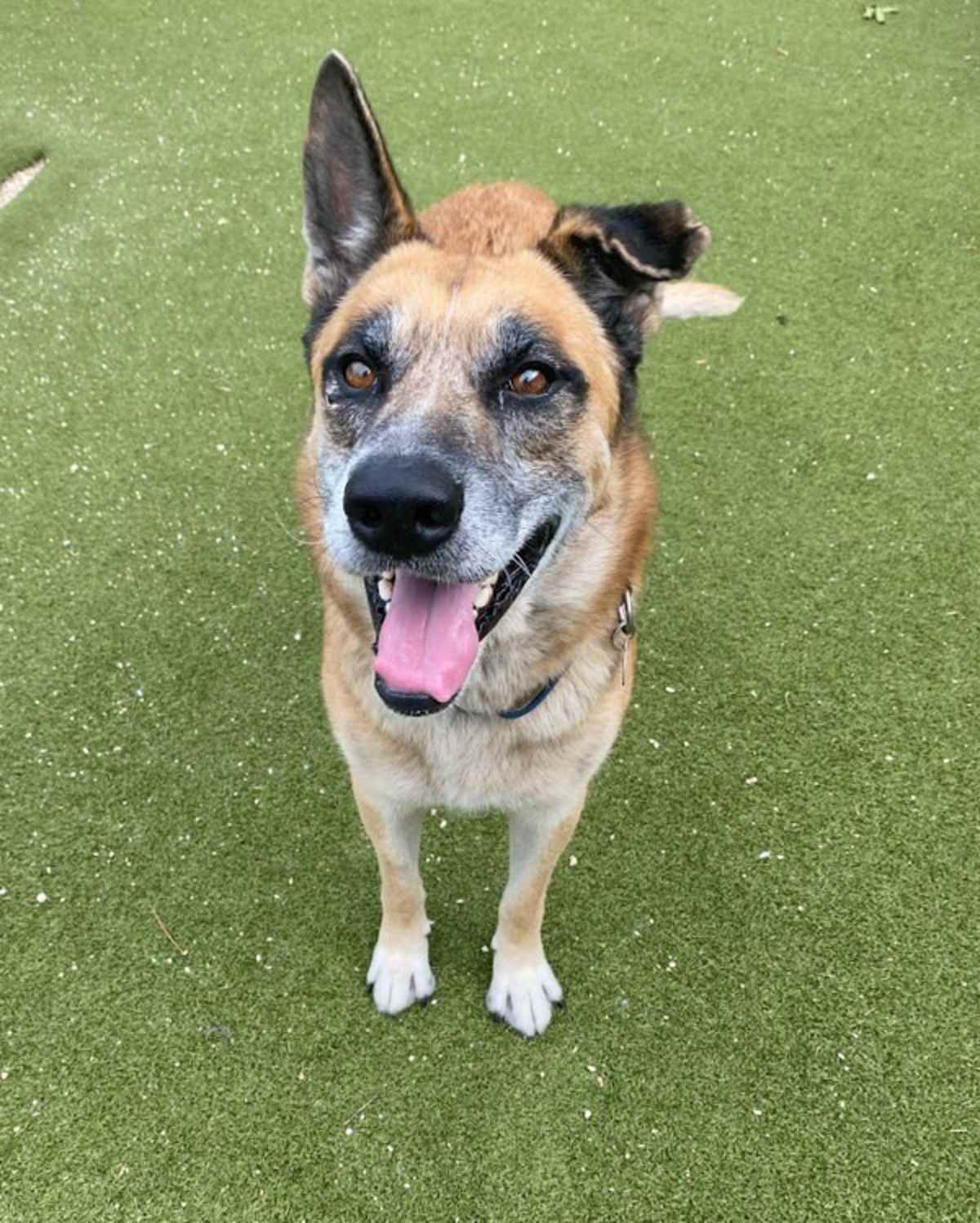 TYSON - German Shepherd Dog available for adoption