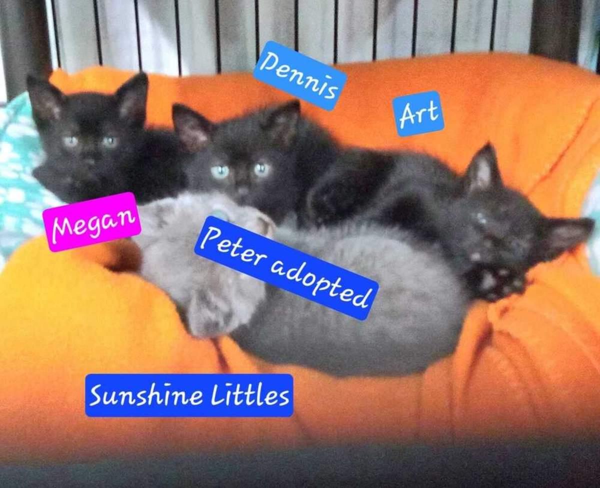 SUNSHINE LITTLES - ART