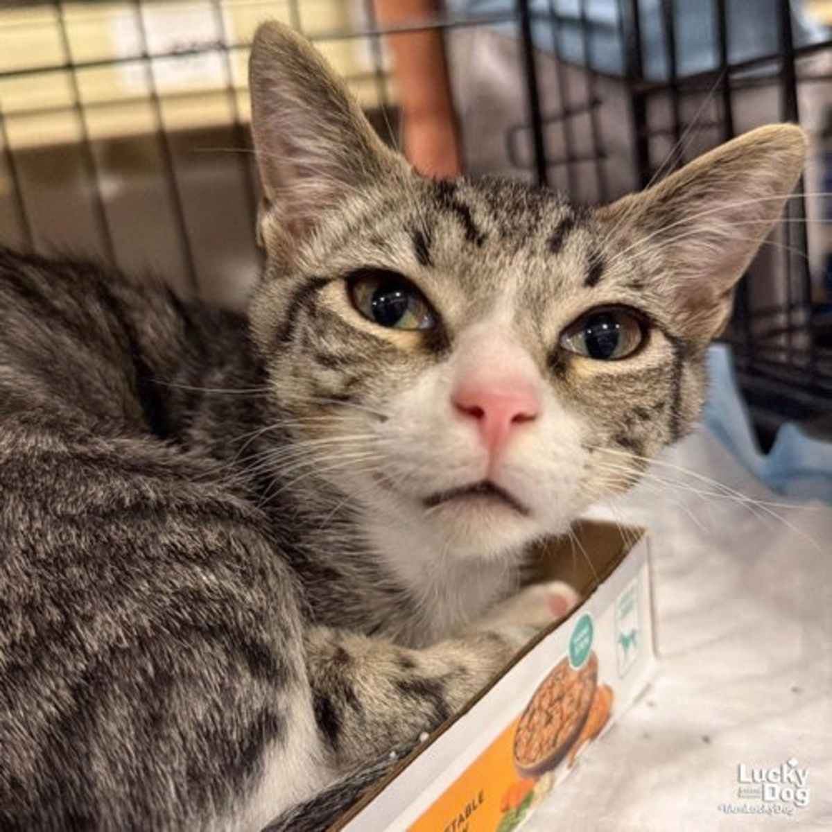 COWBOY - Domestic Shorthair available for adoption