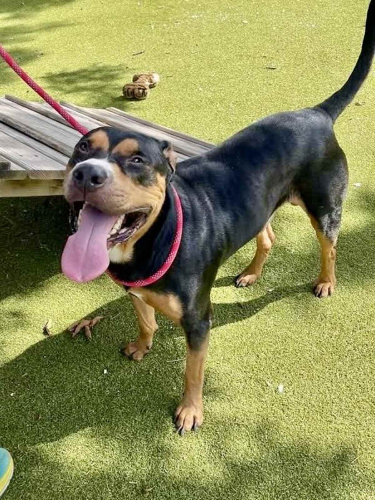 FUJI - Rottweiler / Labrador Retriever available for adoption