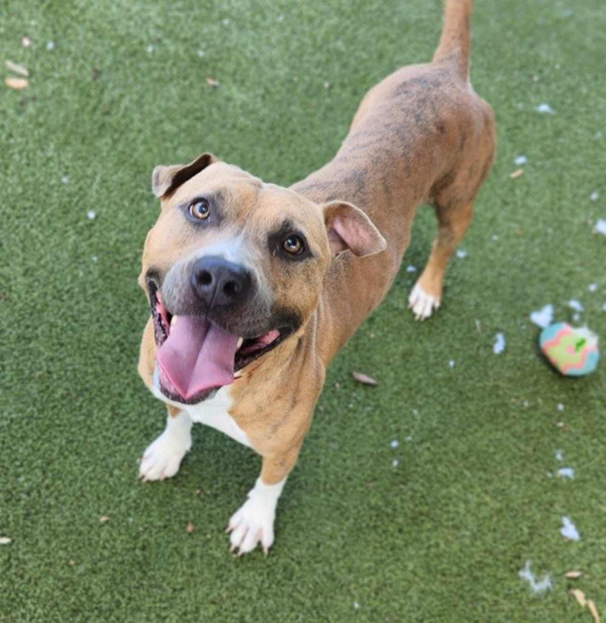 TYSON - American Staffordshire Terrier available for adoption