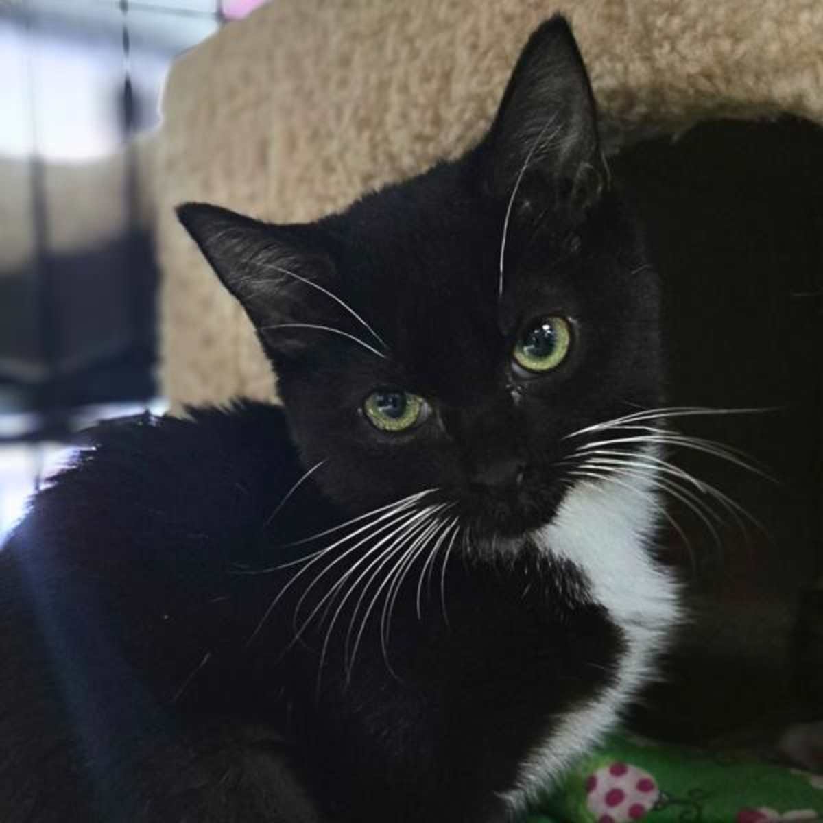 SABEL - Domestic Shorthair for adoption in Vallejo