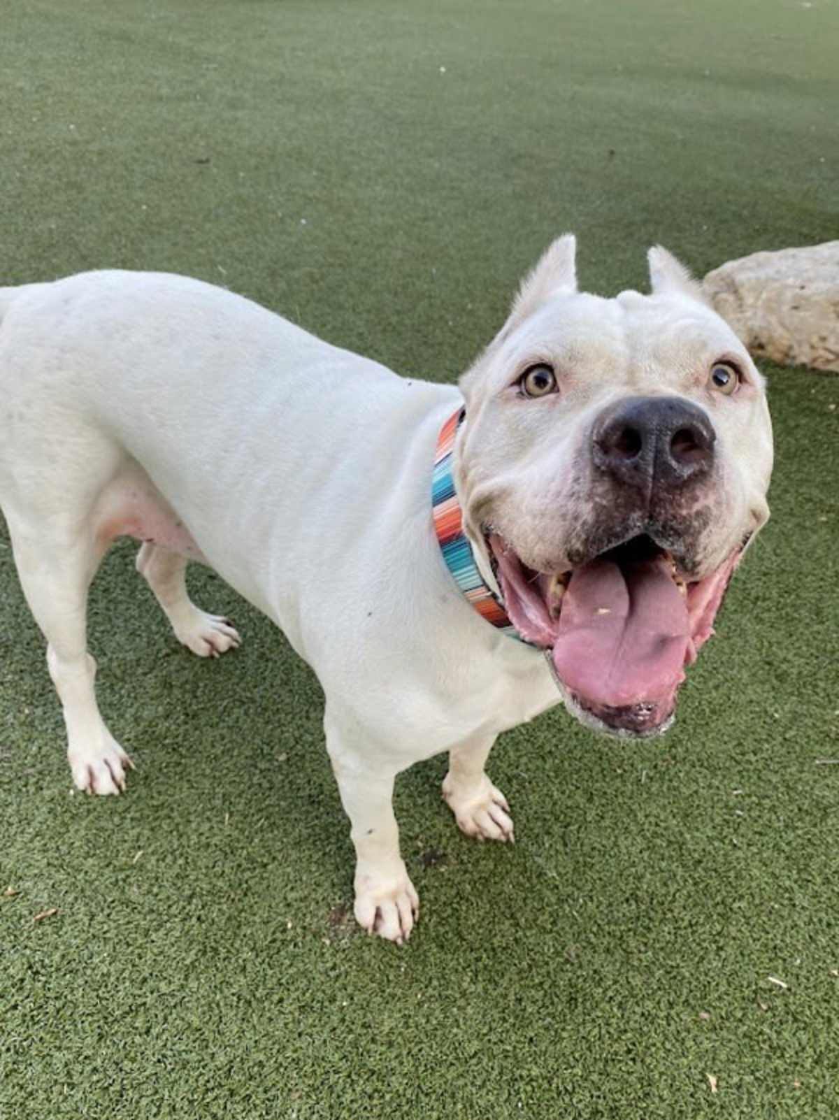 HAZEL - Dogo Argentino available for adoption