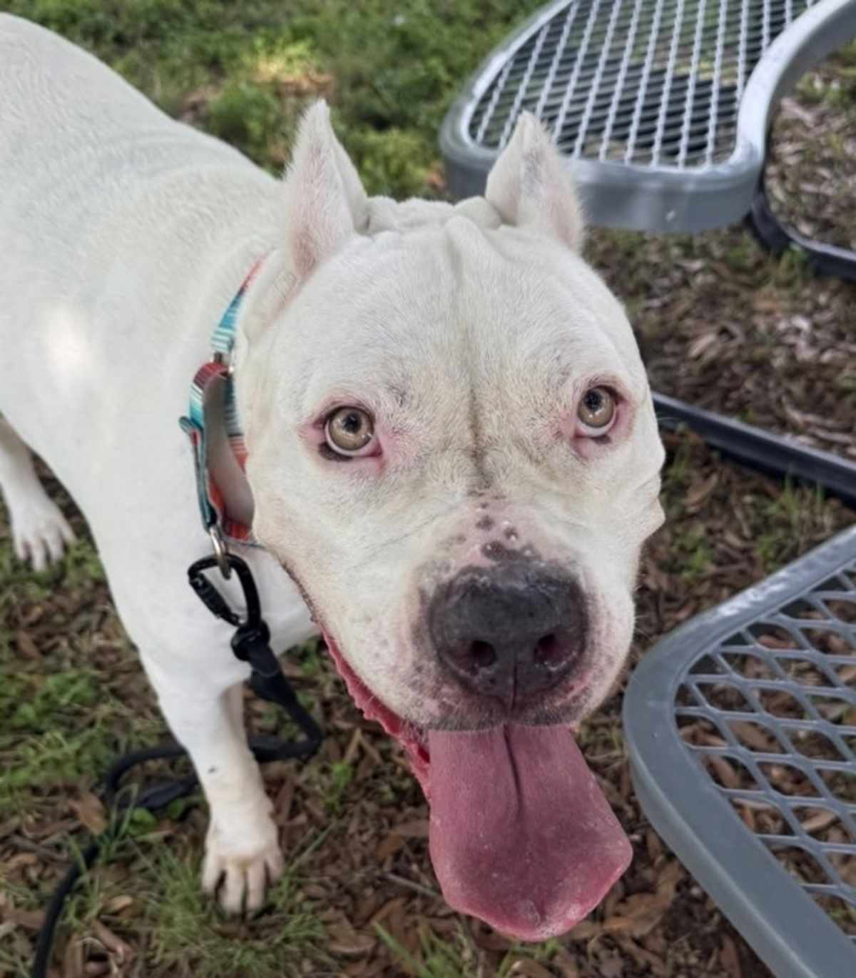 HAZEL - Dogo Argentino available for adoption