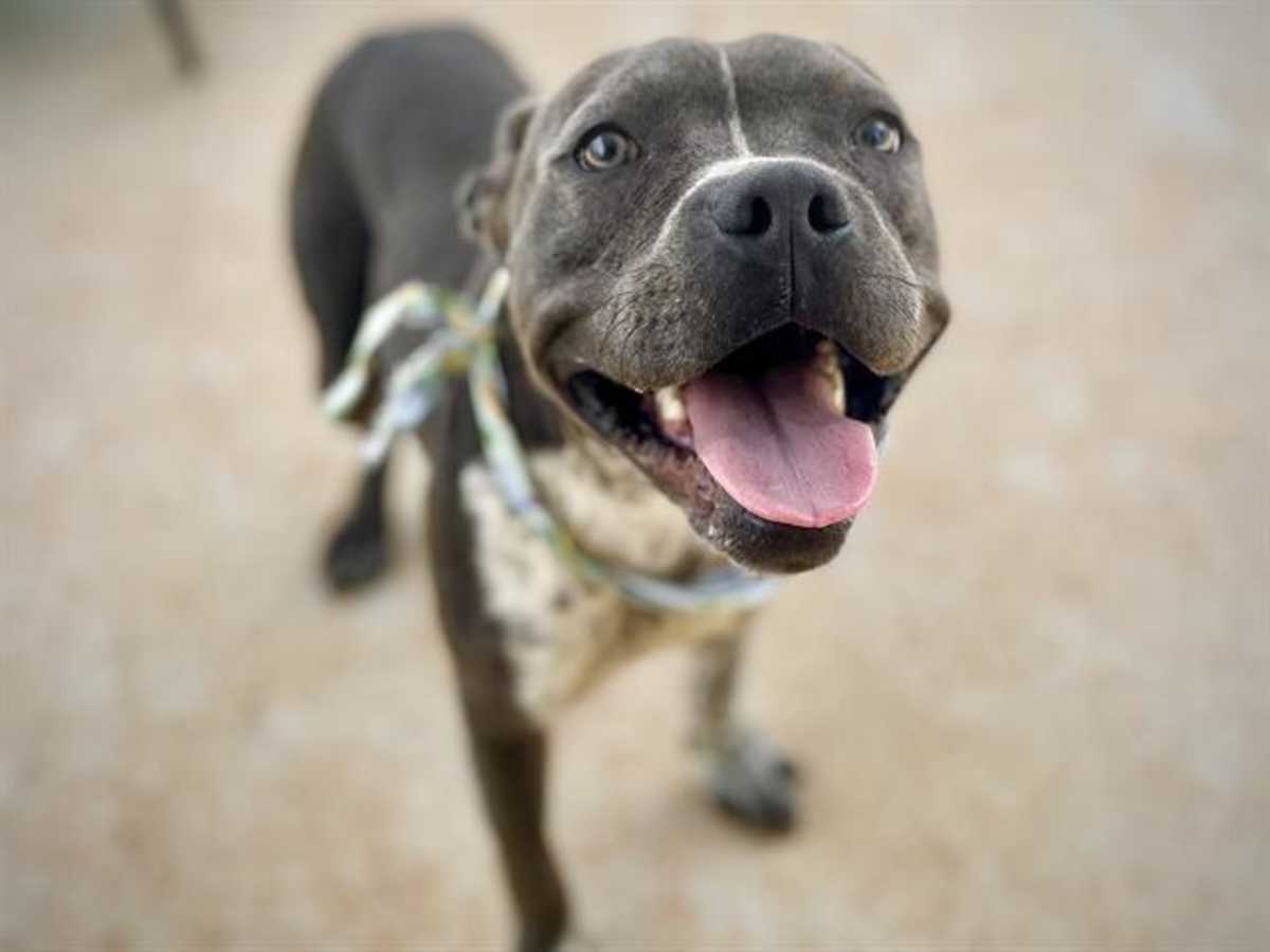 PISTACHIO - American Pit Bull Terrier available for adoption
