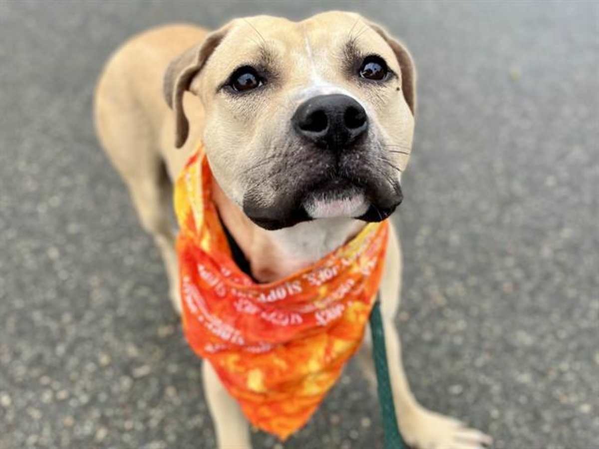 ATTICUS - American Pit Bull Terrier available for adoption