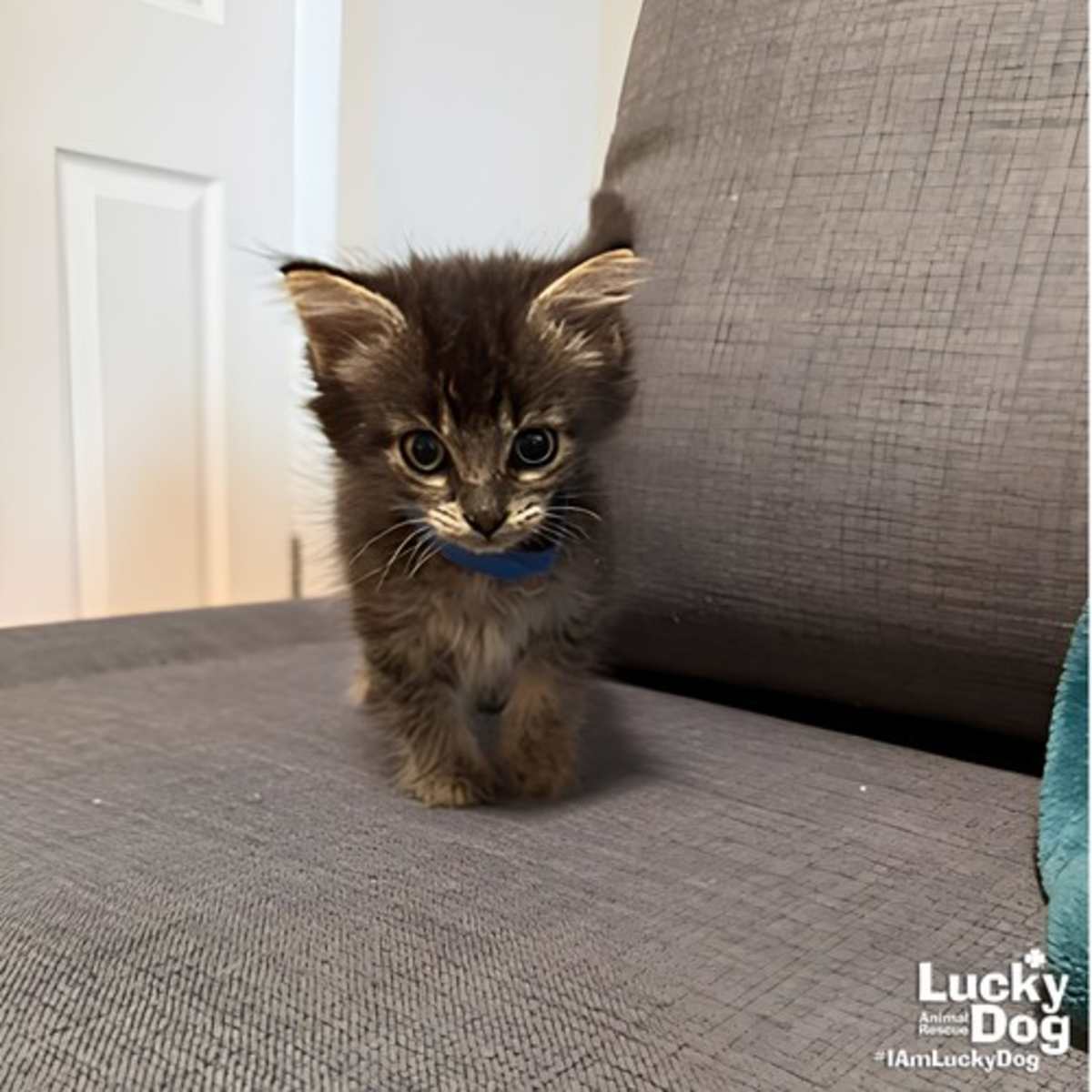 ALFALFA - Domestic Shorthair available for adoption