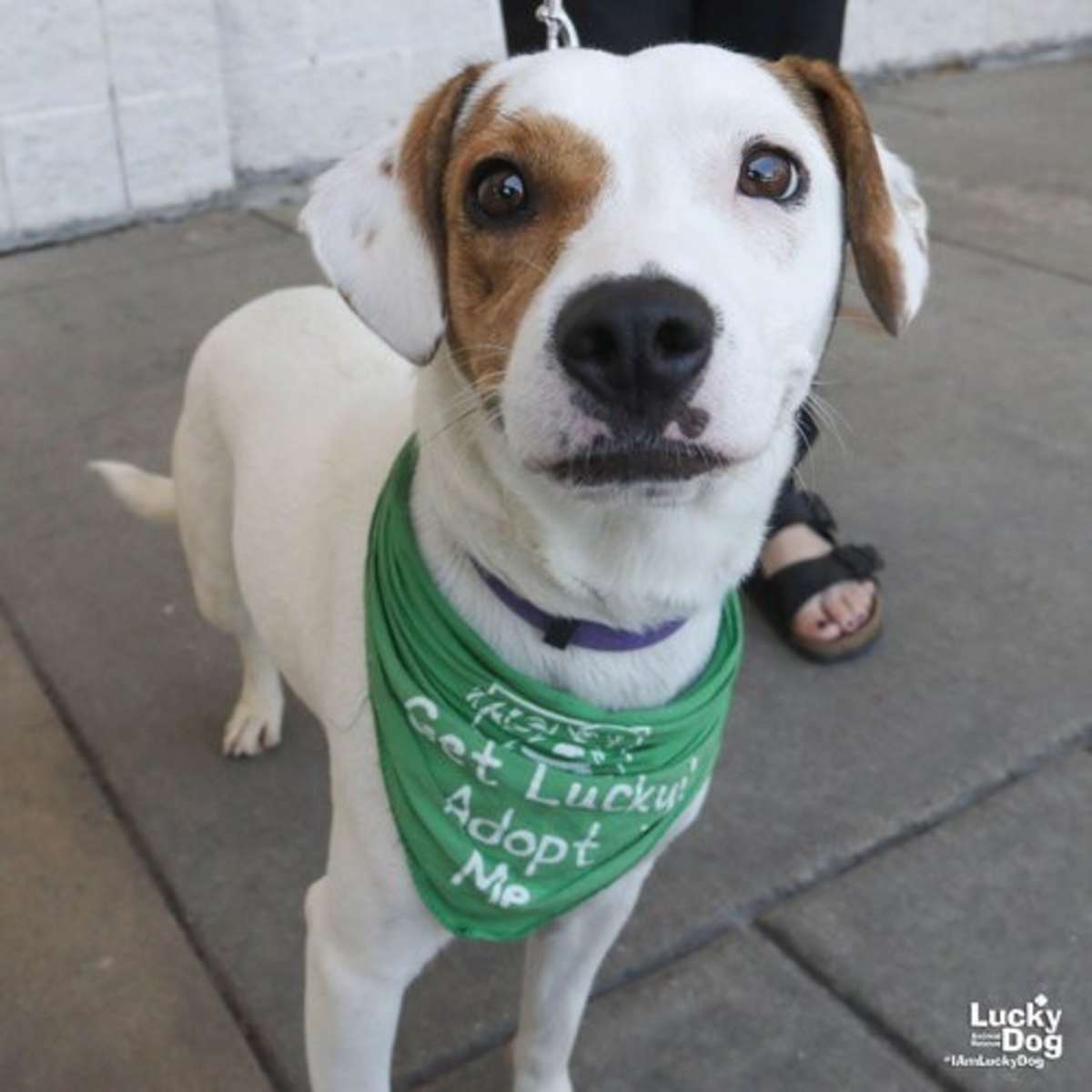 LINDY - Australian Cattle Dog / Retriever (Unknown Type) available for adoption
