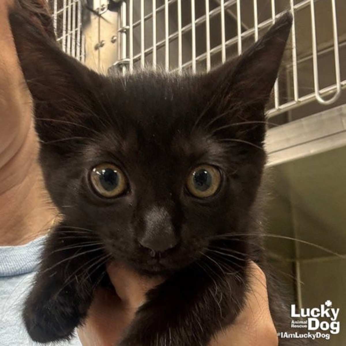 ZINNIA - Domestic Shorthair available for adoption