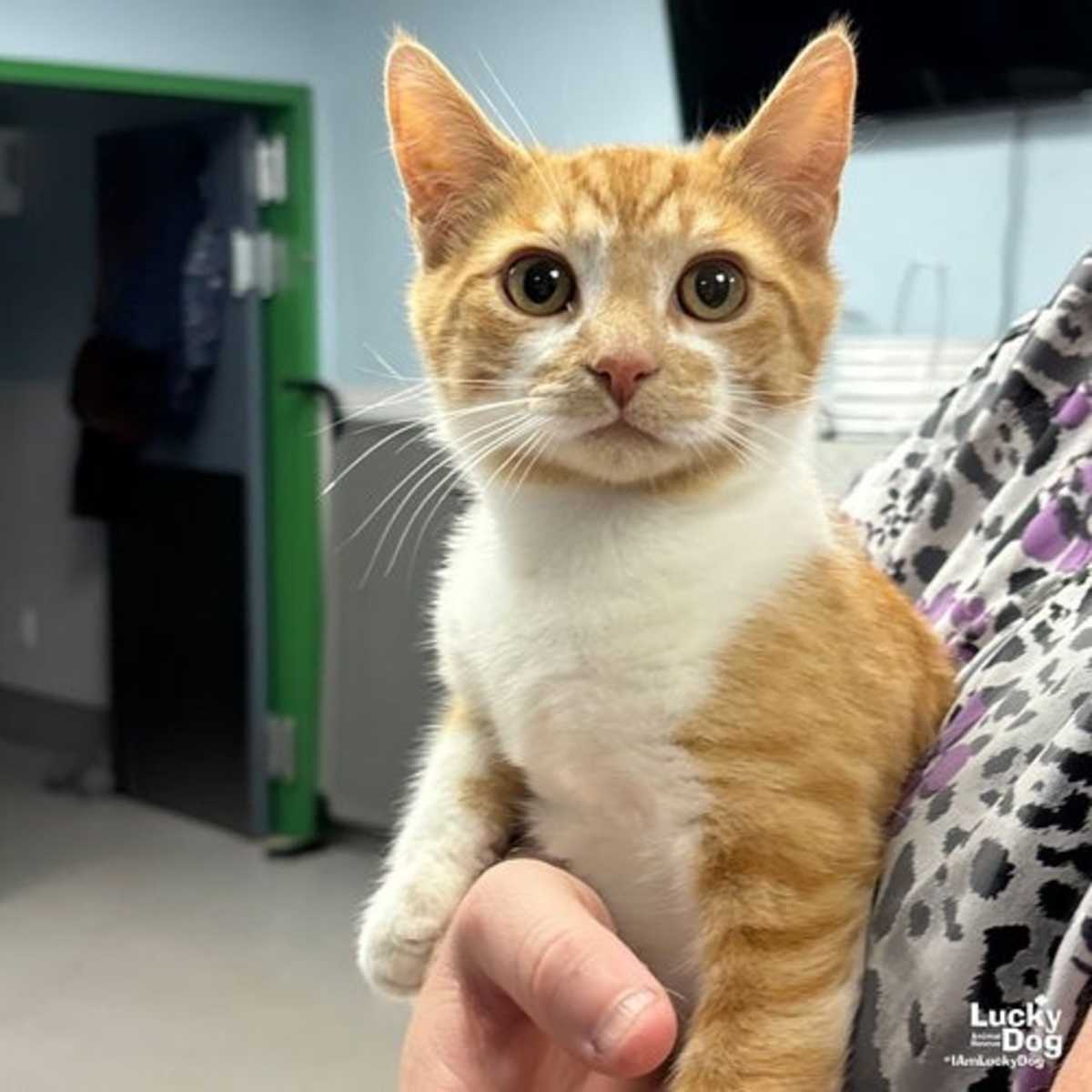 TOMATO - Domestic Shorthair available for adoption
