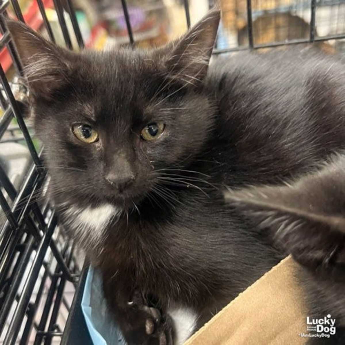SWATCH - Domestic Shorthair available for adoption