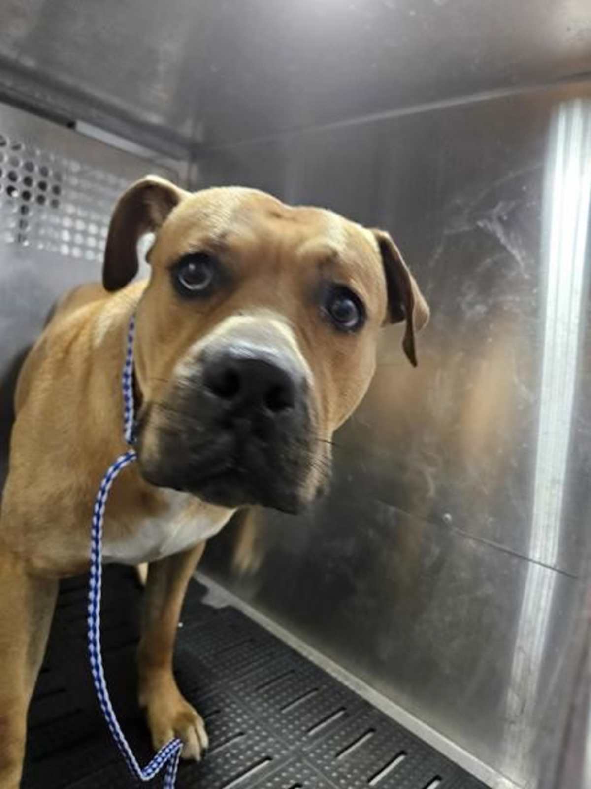 BUNUELO - Mastiff available for adoption