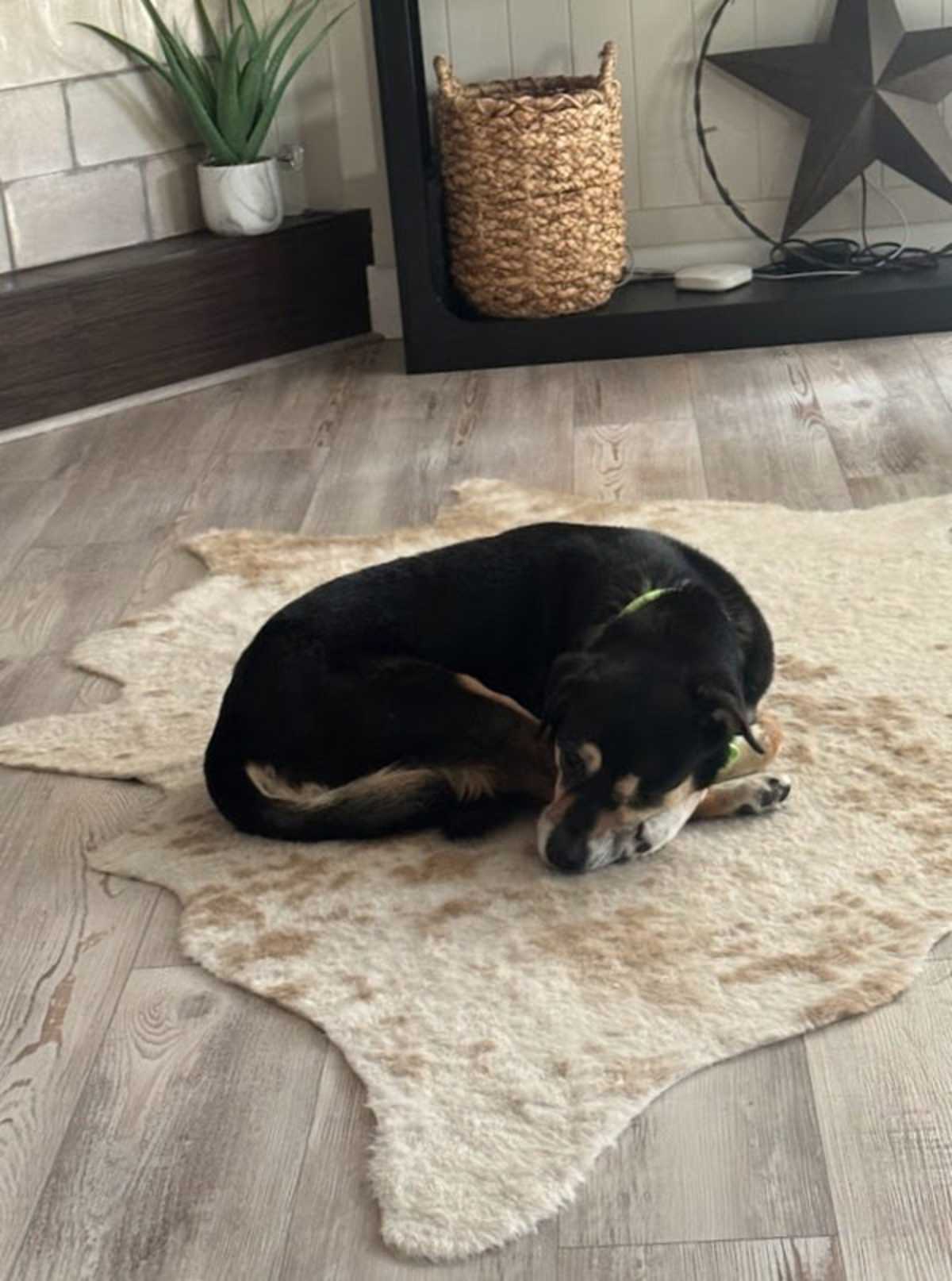 PRINCESA - Hound (Unknown Type) available for adoption