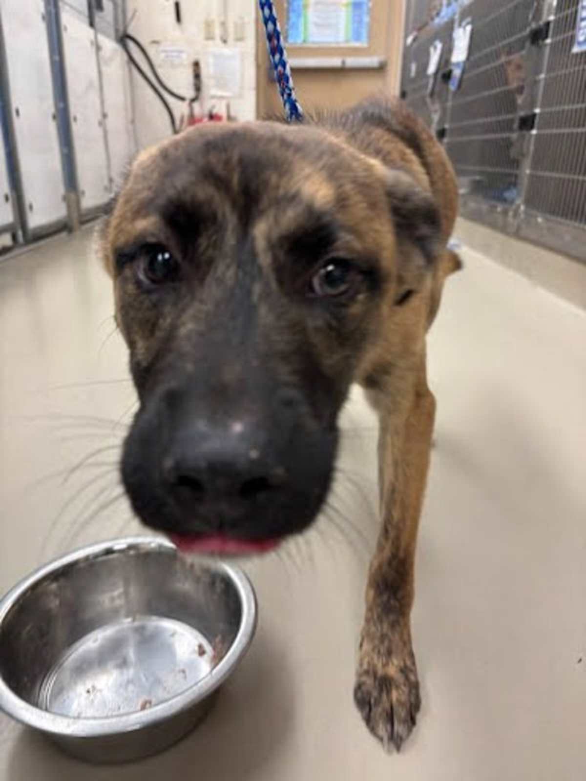 BRUNO - Dutch Shepherd available for adoption