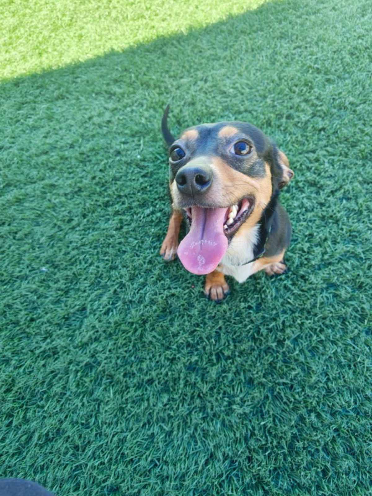 WERNER - Dachshund for adoption in Vallejo