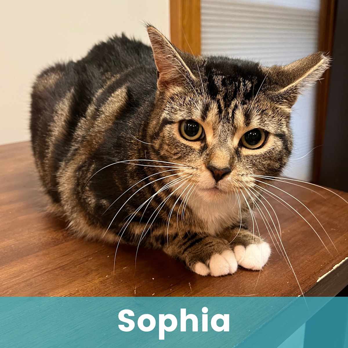 SOPHIA - Domestic Shorthair for adoption in Rochester