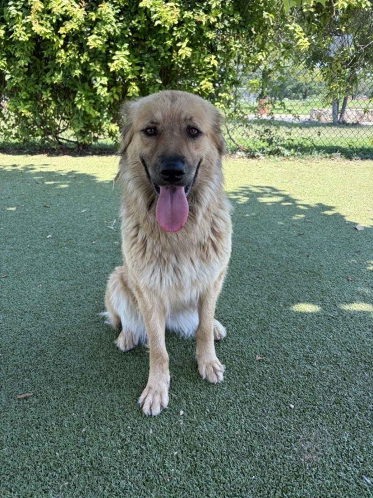 LANA - Anatolian Shepherd available for adoption